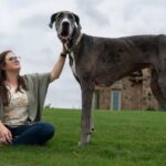 ‘Gentle giant’ named Kevin is now the world’s tallest dog