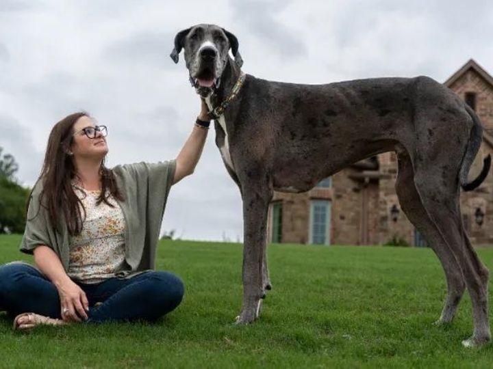 'Gentle giant' named Kevin is now the world's tallest dog